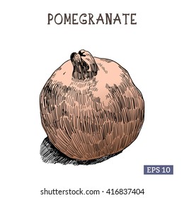 Pomegranate vector sketch. Hand drawn illustration.