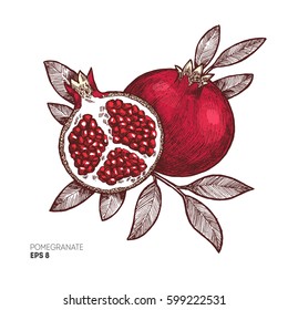 Pomegranate vintage illustration. Botanical fruit. Engraved pomegranate. Vector illustration