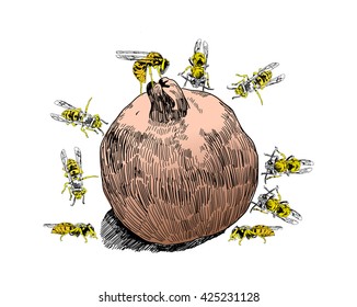 Pomegranate and the wasps. Vector hand drawn illustration.