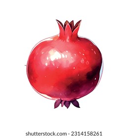 Pomegranate watercolor on white background. Isolated vector element. Sweet food.