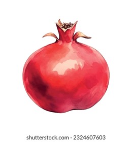 Pomegranate watercolor on white background. Isolated vector element. Sweet food.