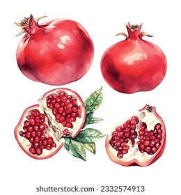 Pomegranate watercolor on white background. Isolated vector element. Sweet food.