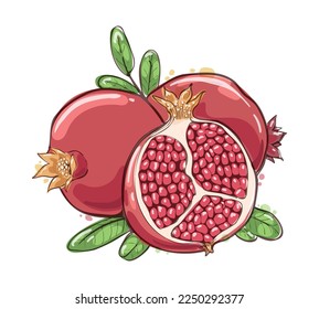 Pomegranate watercolor sketch. Pomegrante hand drawn paint, pomgranade garnet whole half fruits with leaves painting vector illustration, fresh ripe pomegranates painted sketching