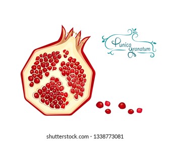 Pomegranate,malogranatum Punica granatum Drawing composition