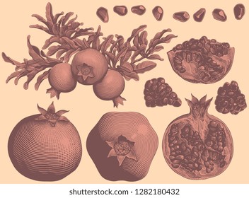 Pomegranates. Design set. Hand drawn engraving. Vector vintage illustration. Isolated on light background. 8 EPS 