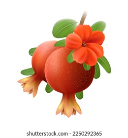 Pomegranates on branch. Blooming realistic pomegranate bunch with fruits leaves and flower botanical vector illustration isolated on white background