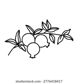 Granadas en una rama. Ilustración vectorial de garabatos. Aislado en un fondo blanco. Rama de granada.