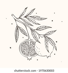 Pomegranates on a branch. Vector illustration in engraving style.