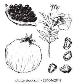 Pomegranatos vectorial ilustración botánica ambientada con jugo fresco maduro, entero y cortado granado con semillas, flores y ramas para cosméticos naturales o jugo