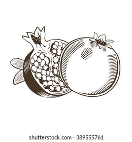 Pomegranates in vintage style. Line art vector illustration