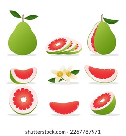 Pomelo cartoon style. Ripe pomelos cuts slices flowers, shaddock with green rind and pink pulp isolated on white background, 2d exotic tropical fruit closeup vector illustration