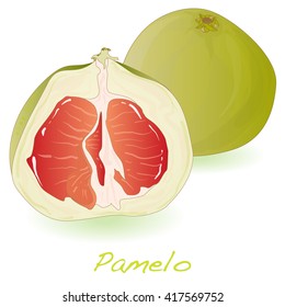 Pomelo or Chinese grapefruit isolated vector on white