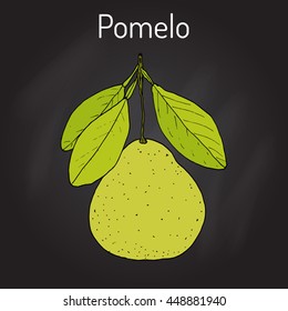 Pomelo (Citrus maxima), or pamplemousse, jabong, shaddock - citrus fruit. Hand drawn botanical vector illustration