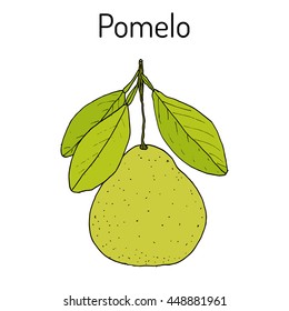 Pomelo (Citrus maxima), or pamplemousse, jabong, shaddock - citrus fruit. Hand drawn botanical vector illustration