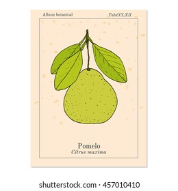 Pomelo (Citrus maxima), or pamplemousse, jabong, shaddock - citrus fruit. Hand drawn botanical vector illustration