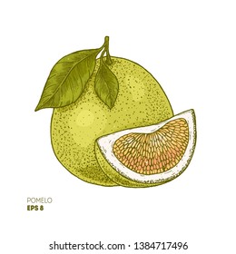 Pomelo colored botanical illustration. Engraved style. Vector illustration