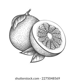 Pomelo engraving. Engraved sketch of citrus maxima grapefruit or orange, vintage hand drawn etching imitation vector illustration exotic citruces vector illustration