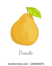 Pomelo exotic fruit vector illustration isolated. Tropical food, similar in appearance to grapefruit or pear, dieting vegetarian citrus with leaf
