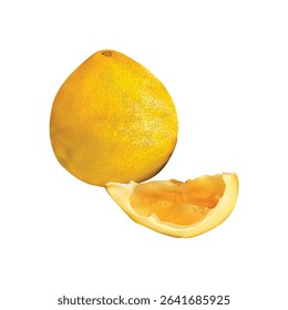 pomelo fruit Slice illustration on white backgorund vol 01