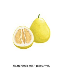 Pomelo fruit, tropical exotic citrus, vector isolated food icon. Pomelo, pummelo or shaddock fruits half cut and whole, tropic farm juicy exotic fruits harvest, sweet fruity dessert