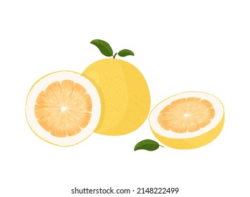 Pomelo fruit tropical exotic citrus, vector isolated illustration. Pummelo or shaddock fruits half cut and whole.