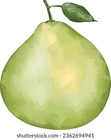 pomelo fruit watercolor illustration isolated element