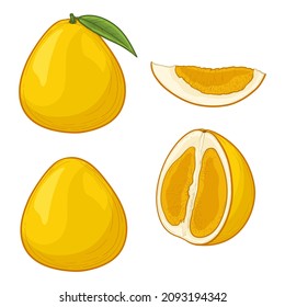 Pomelo fruits isolated on white background. Vector illustration in cartoon style.