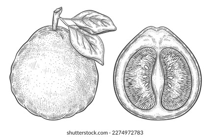 Pomelo grapefruit, mandarin citrus juicy fruit botanical outline sketch. Tropical pummelo pear. Exotic sour lemon, fresh citron. Whole and half part. Vitamin food. Vintage engraving. Vector drawing 