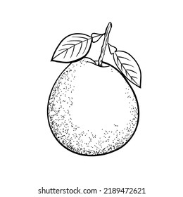 Pomelo hand drawing illustration in black color isolated on white background in vector
