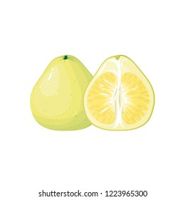 pomelo isolated on white background. Bright vector illustration of colorful half and whole of juicy pomelo. Fresh cartoon