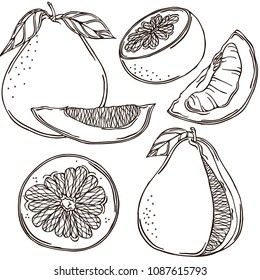 Pomelo linear illustration, vector