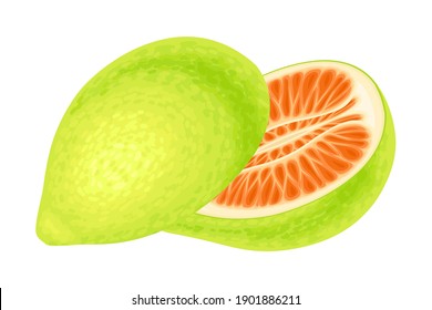 Pomelo or Pummelo as Largest Citrus Fruit with Thick Rind Vector Illustration