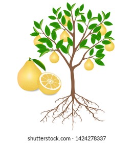Pomelo tree with roots and fruits on white.
