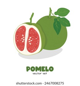 Pomelo vector. Grapefruit. Shaddock fruit with green rind. Flat vector in cartoon style isolated on white background.