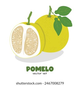 Pomelo vector. Grapefruit. Shaddock fruit with yellow rind. Flat vector in cartoon style isolated on white background.