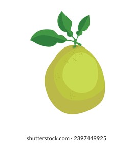 Pomelo vector illustration in cartoon style. Shaddock fruit with green rind. Citrus maxima clip art. Flat vector in cartoon style isolated on white background.