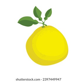 Pomelo vector illustration in cartoon style. Shaddock fruit with yellow rind. Citrus maxima clip art. Flat vector in cartoon style isolated on white background.