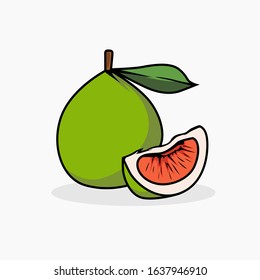 Pomelo vector illustration isolated for all purpose