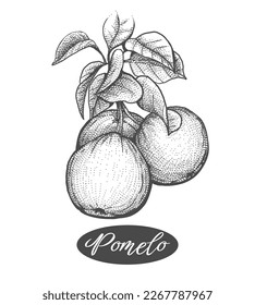Pomelos branch etching. Vintage style sgaddock fruit bunch engraving, pomelo harvest sketch or fresh oranges citrus engraved drawing vector illustration