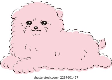 Pomepoo illustration (Pomeranian and Toy Poodle mix dog)