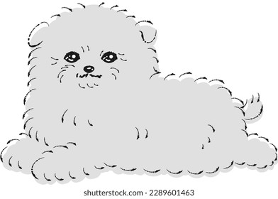 Pomepoo-Illustration (Mix-Hund aus Pommern und Spielzeug-Poodle)