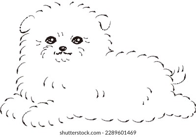 Pomepoo illustration (Pomeranian and Toy Poodle mix dog)