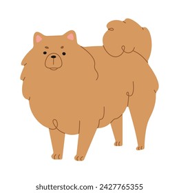 Pomeranian 1 cute on a white background, vector illustration.