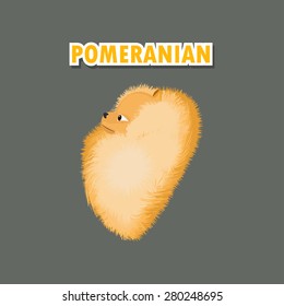 Pomeranian
