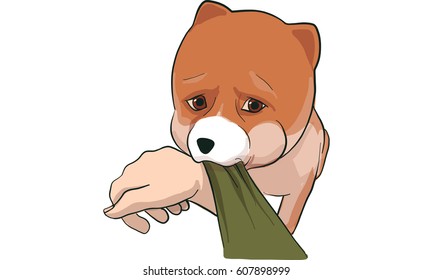 pomeranian