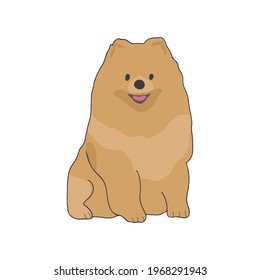Pomeranian breed. Cute popular dog of decorative breed. Small adorable doggy sitting on white background. Realistic purebred pet. Isolated flat vector illustration