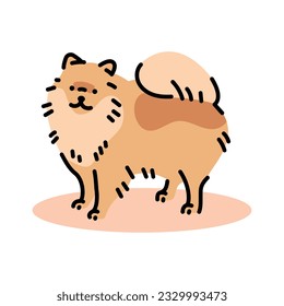 Icono de línea de color pomeraniano. Raza de perro. Pictograma para página web, aplicación móvil, promoción.