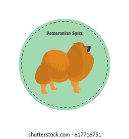 Pomeranian color flat icon for web and mobile design