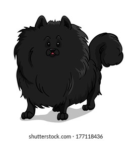 Pomeranian cute hairy dog. Vector illustration.