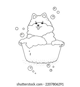 A pomeranian dog bath, doodle dog in a basin washes with bubbles. Grooming